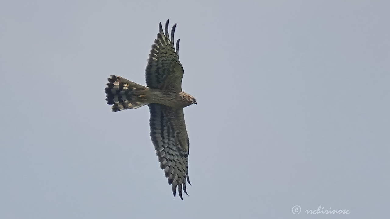 Montagu's harrier